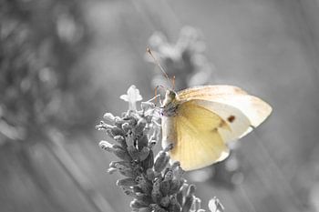 Small cabbage white - Color/Black and White