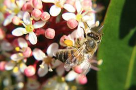 Honingbij bestuift de bloemen in de stuik sur Anja Ruiter