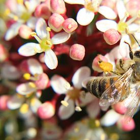 Honingbij bestuift de bloemen in de stuik von Anja Ruiter