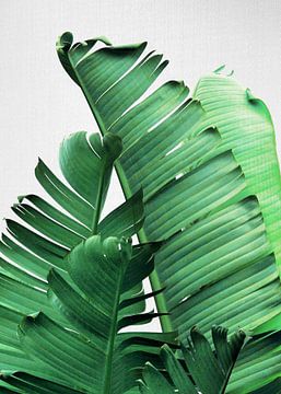 Banana Leaves by Gal Design