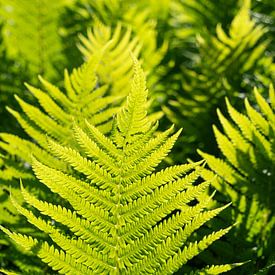 Vibrant green fern leaves in the sunlight by Adriana Müller