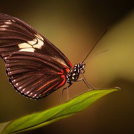 Zèbre Papillon à ailes longues sur Ronald van der Zon