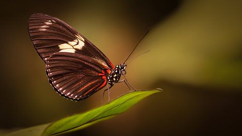 Zebra Longwing vlinder