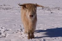 Vache Highland en hiver (1 de 3)