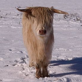 Vache Highland en hiver (1 de 3) sur Hans Stuurman