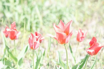 Tulpen in de wind van Ellinor Creation