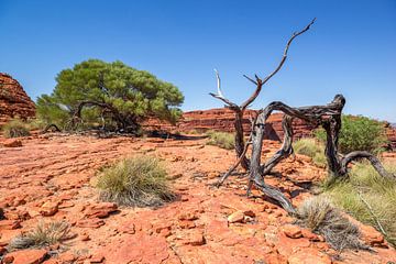 Kings Canyon - Australia by Troy Wegman
