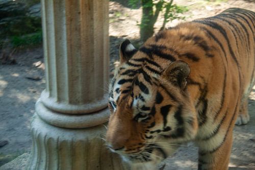 Tijger die voorbij loopt