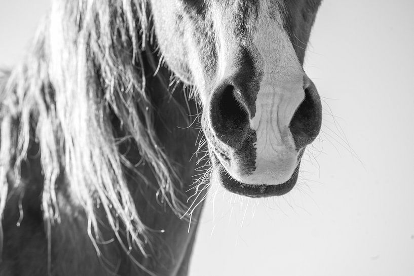 Stillness in Silver Light - horse by Femke Ketelaar