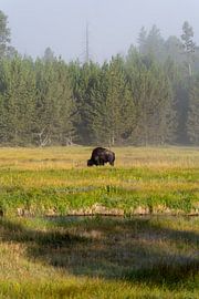 Bizon in de ochtendnevel in Yellowstone National Park, USA