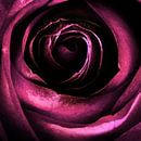 ROSE IV-C van Pia Schneider thumbnail