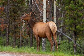 Wapiti in the forest by Roland Brack