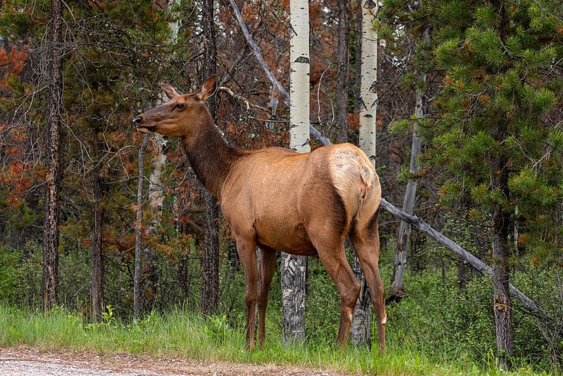 Wapiti im Wald von Roland Brack