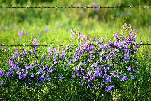 Wildblumen von erikaktus gurun