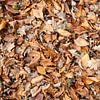 Herfstbladeren bedekken de grond in tinten bruin en oranje, een herfsttafereel met textuur van ChrisWillemsen