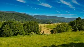 Spring in the Vosges by Tanja Voigt