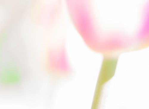 Tulp in high key