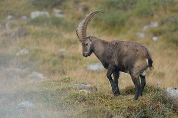 Steinbock * Capra ibex * in den Schweizer Alpen von wunderbare Erde