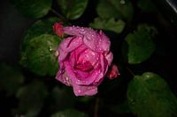 Rosa Rose