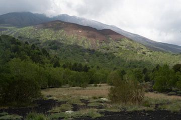 Nature by Michelle van Merrienboer