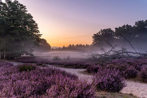 Heather before sunrise