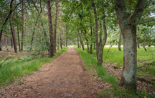 Zandpad in een Nederlands bos