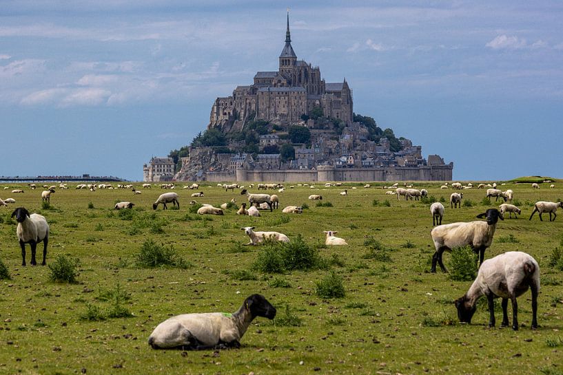 Schapen bij Mont Saint-Michel van Easycopters