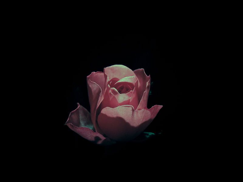Dark Rose by Fowler Fotografie