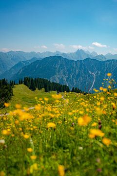 Blumiger Ausblick auf die Allgäuer Alpen vom Fellhorn