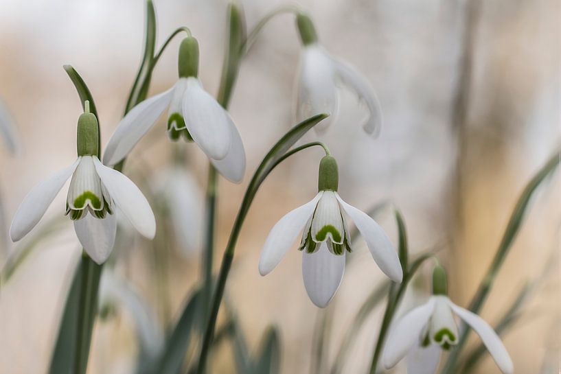 Sneeuwklokjes von D. Henriquez