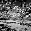 Orchard (black and white) by Rob Blok