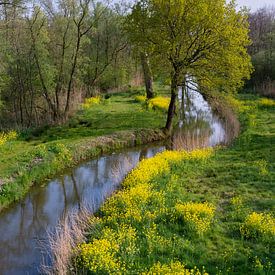 Dutch polder landscape with ditch and rapeseed by Adri Vollenhouw