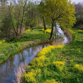 Nederlands polderlandschap met sloot en koolzaad van Adri Vollenhouw