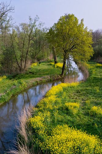 Paysage de polder néerlandais avec fossé et colza