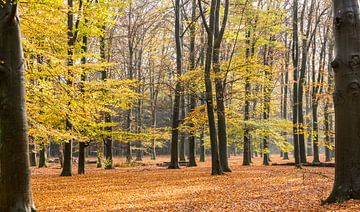 L'automne hollandais ! Splendeur colorée sur la crête de la colline d'Utrecht sur Peter Haastrecht, van