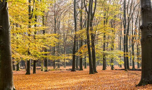 Niederländischer Herbst! Farbenprächtige Pracht auf dem Utrechter Höhenrücken
