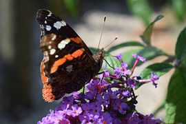 Butterfly by Gerdine Aret