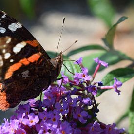 Butterfly by Gerdine Aret