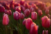 Diese eine scharfe Tulpe auf dem Feld