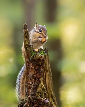 Sibirisches Erdhörnchen: Ein Moment der Stille in der Natur von Hevonax Photography