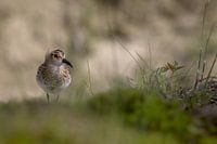 Kleine Strandloper in oase van groen