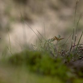 la faune et la flore s'unissent sur Robert Jan Smit