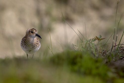Kleine Strandloper in oase van groen