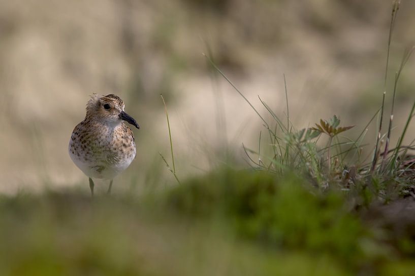 Kleine Strandloper in oase van groen van Robert Jan Smit