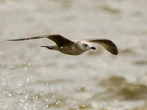 Zilverneeuw van Hilde Wekema