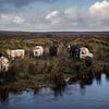 Grazend vee in Ierland van Bo Scheeringa Photography