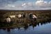 Grazend vee in Ierland van Bo Scheeringa Photography