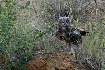Eurasian Eagle Owl ( Bubo bubo ), young, moulting plumage, fledged, perched on the scarp of a sand p
