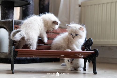 kittens op een bankje