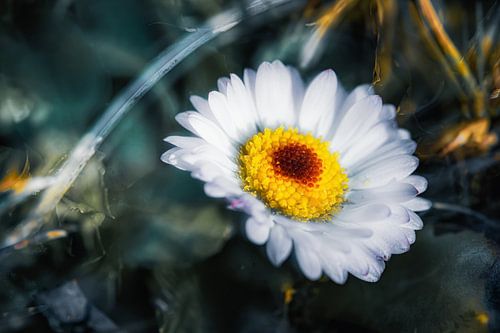 Daisy dreams of spring